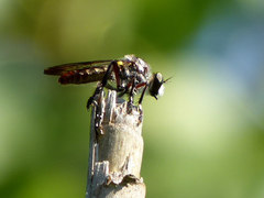 Heteropogon macerinus