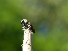 Heteropogon macerinus