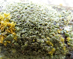 Hyperphyscia syncolla