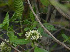 Ixoroideae