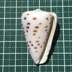 Conus eburneus