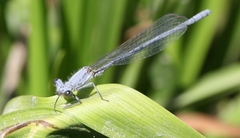 Platycnemis kervillei