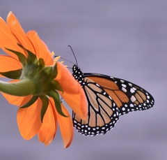 Danaus plexippus