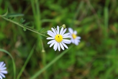 Aster indicus