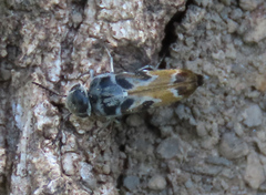 Glipa hilaris