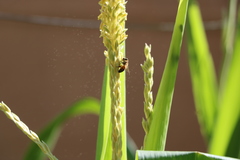 Apis mellifera