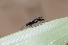 Chalybion