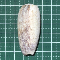 Oliva miniacea