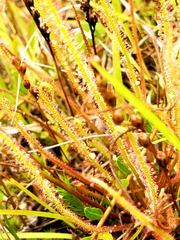 Drosera filiformis