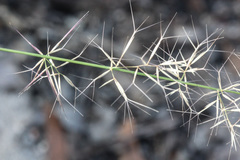 Aristida vagans