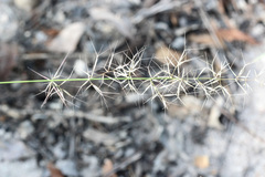 Aristida vagans