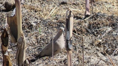 Metriopelia melanoptera