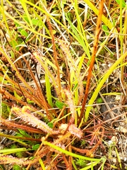Drosera filiformis