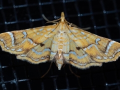 Musotima ochropteralis