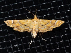 Musotima ochropteralis