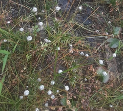 Eriocaulon aquaticum
