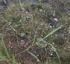 Eriocaulon aquaticum