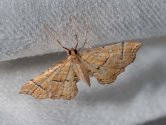Musotima ochropteralis