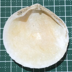 Scutarcopagia scobinata