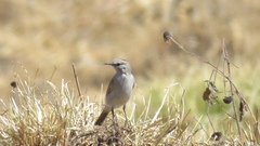 Muscisaxicola rufivertex