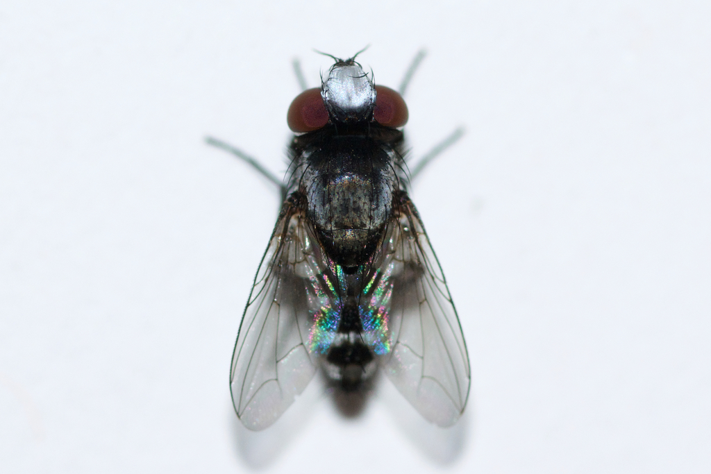 Sphenometopa tergata