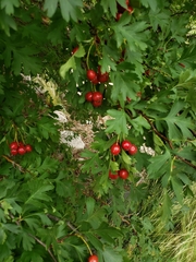 Crataegus ambigua