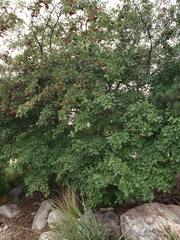 Crataegus ambigua
