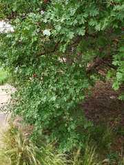 Crataegus ambigua