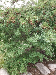 Crataegus ambigua