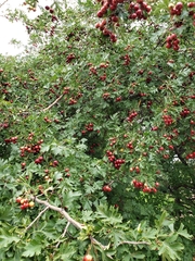 Crataegus ambigua