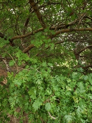 Crataegus ambigua