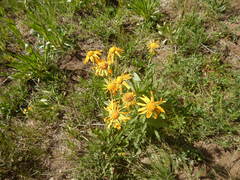 Senecio amplectens