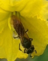 Anthophila