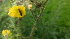 Anthophila