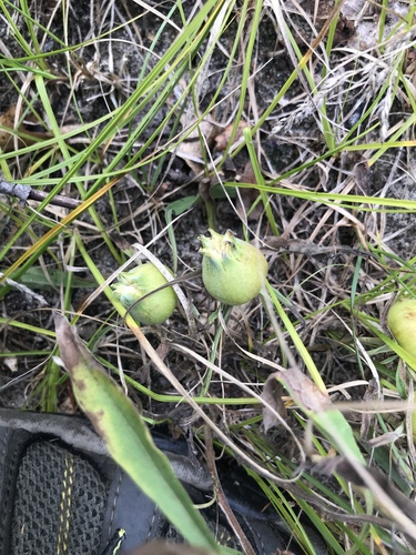 photo of Carolina Horsenettle (Solanum carolinense)