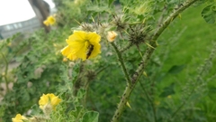 Anthophila