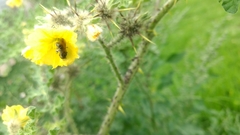 Anthophila