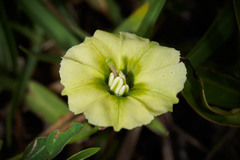 Physalis angustifolia