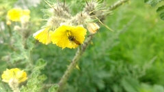 Anthophila
