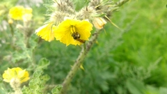 Anthophila