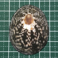 Cellana testudinaria