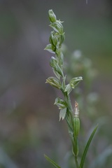 Pterostylis smaragdyna