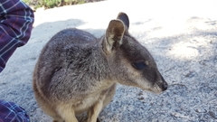 Petrogale mareeba