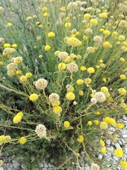 Santolina rosmarinifolia