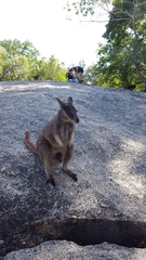 Petrogale mareeba