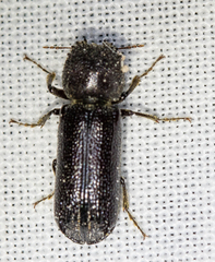 Amphicerus cornutus