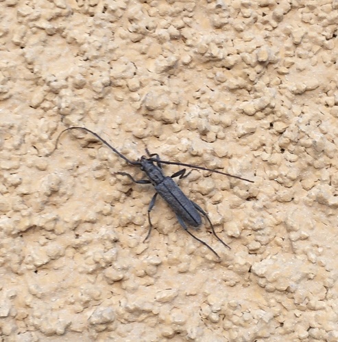 Longhorn beetle