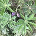 photo of Sundial Lupine (Lupinus perennis)