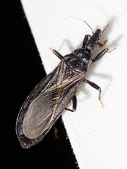 Triatoma protracta