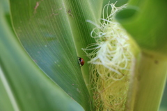 Coccinellidae